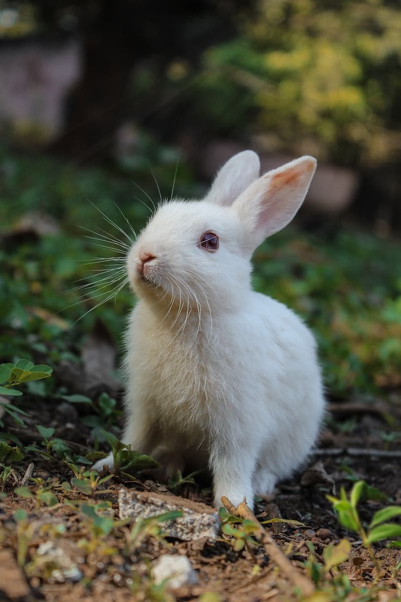Rabbits and small animals for sale at Something Fishy Pets Fox Lake IL